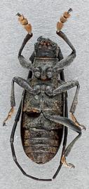   Monochamus impluviatus  male ventral 
