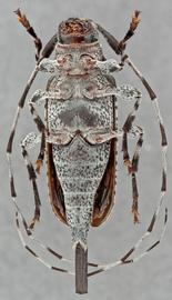   Acanthocinus obliquus  ventral
