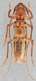   Oeme costata nbsp;ventral 

