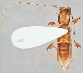   Curius dentatus  ventral 
