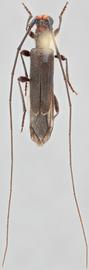   Styloxus bicolor  dorsal 
