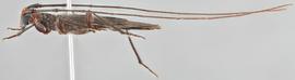   Styloxus bicolornbsp; lateral 
