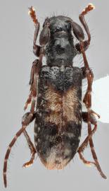   Miccolamia  (I somiccolamia )  glabricula  dorsal 
