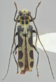   Saperda  ( Lopezcolonia )  interrupta  dorsal 
