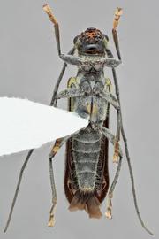   Saperda  ( Lopezcolonia )  interrupta  ventral
