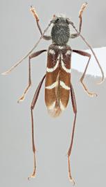   Kazuoclytus lautoides  dorsal 
