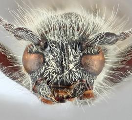   Kazuoclytus lautoides  frontal 
