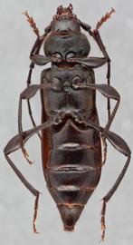   Ropalopus nadari  ventral 
