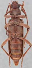   Trichoferus campestris  ventral 
