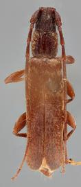   Haplidus laticeps  dorsal 
