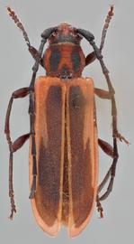   Holopleura marginata  dorsal 
