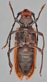   Holopleura marginata  ventral 
