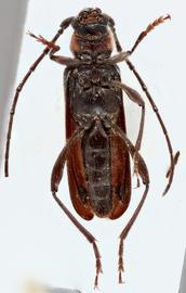   Pronocera angusta  ventral 
