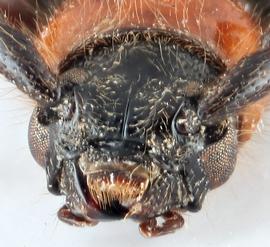   Pronocera angusta  frontal 
