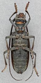   Monochamus sartor urussovii  female ventral 
