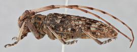   Monochamus alternatus endai  female lateral 
