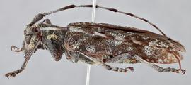   Monochamus maculosus  female lateral 
