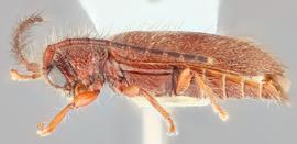   Sophronica  sp. lateral 
