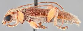   Ceresium unicolornbsp; lateral 
