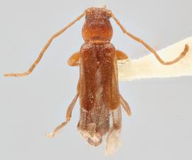   Nathrius brevipennis  dorsal 
