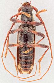   Eurysthea cribripennis  ventral 
